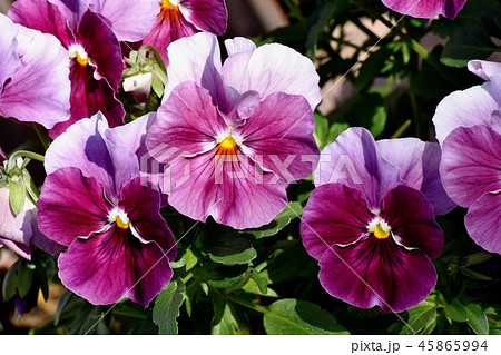 三鷹中原に咲く紫の複色ビオラ 45865994