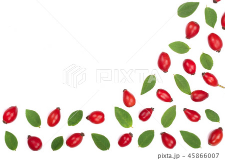 rosehip berries isolated on white background with copy space for your text. Flat lay pattern. Top 45866007