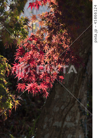 モミジ 45866124