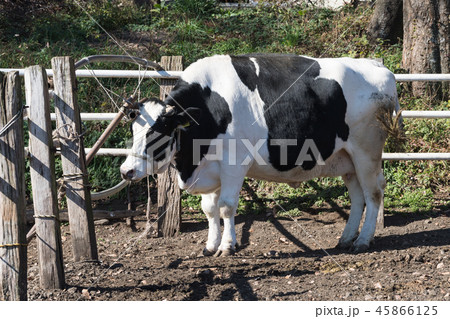 ホルスタイン ホルスタイン 45866125