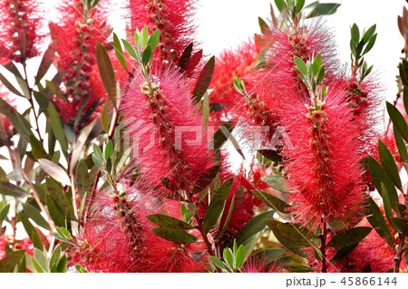 三鷹中原に咲く赤いブラシノキの花 三鷹中原に咲く赤いブラシノキの花 45866144