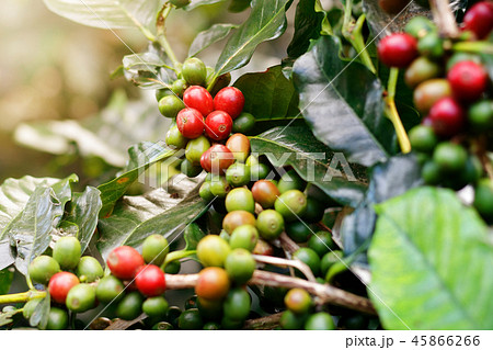 Fresh coffee beans on bunch trees. Fresh coffee beans on bunch trees. 45866266