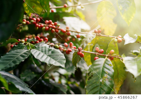 Fresh coffee beans on bunch trees. 45866267