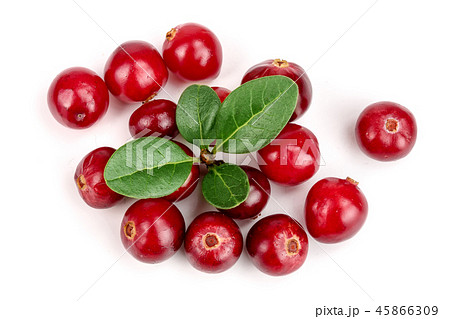 Cranberry with leaf isolated on white background closeup top view Cranberry with leaf isolated on white background closeup top view 45866309