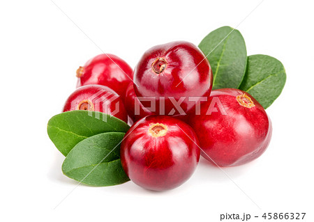 Cranberry with leaf isolated on white background closeup macro Cranberry with leaf isolated on white background closeup macro 45866327