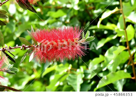 三鷹中原に咲く赤いブラシノキの花 三鷹中原に咲く赤いブラシノキの花 45866353