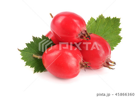 Hawthorn berry with leaf isolated on white background close-up 45866360