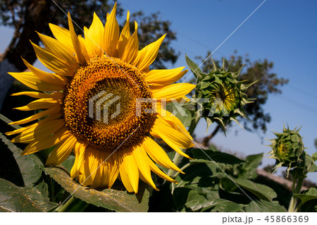 sunflower in the field against the sky 45866369