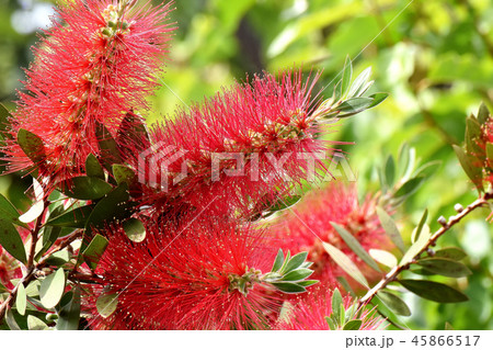 三鷹中原に咲く赤いブラシノキの花 45866517
