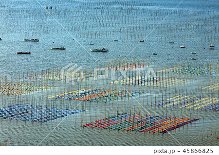 有明海海苔網解禁 有明海海苔網解禁 45866825
