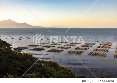 有明海海苔網解禁 有明海海苔網解禁 45866848