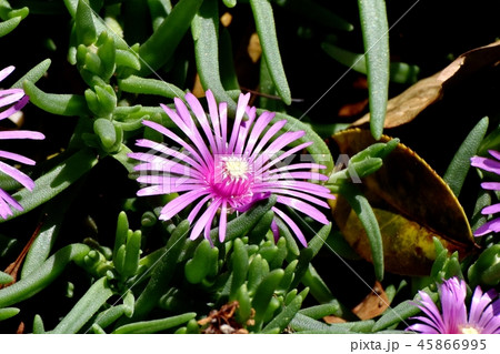 三鷹中原に咲くピンクのマツバギク 45866995