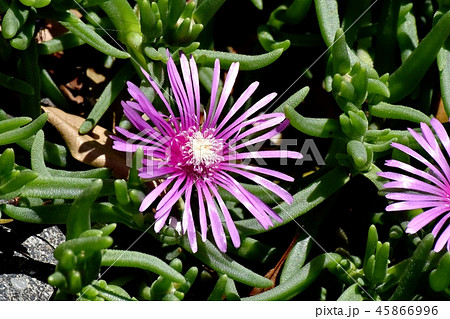 三鷹中原に咲くピンクのマツバギク 45866996