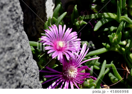 三鷹中原に咲くピンクのマツバギク 45866998