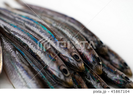 カタクチイワシ カタクチイワシ 45867104