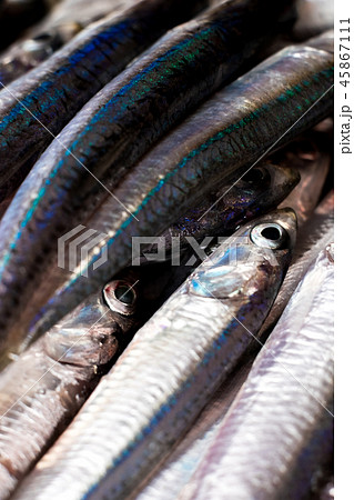カタクチイワシ カタクチイワシ 45867111