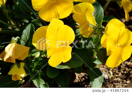 三鷹中原に咲く黄色いパンジー 45867204