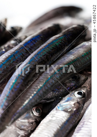 カタクチイワシ カタクチイワシ 45867422