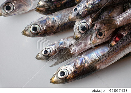 カタクチイワシの頭 45867433