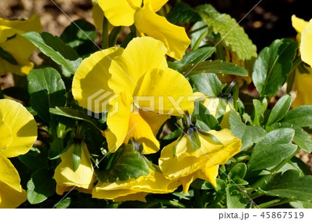 三鷹中原に咲く黄色いパンジー 45867519