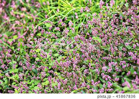 イヌタデの花 イヌタデの花 45867836