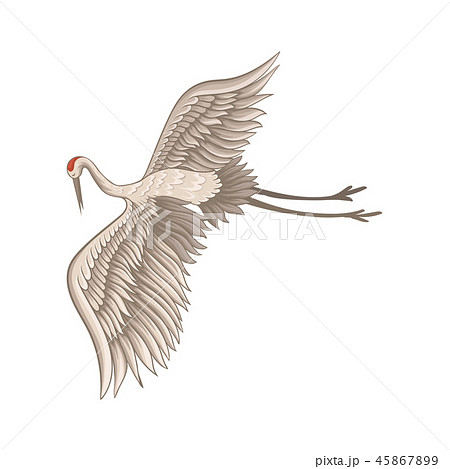 Lovely red-crowned crane flying with wide open wings. Bird with long thin beak, legs and neck. Flat 45867899