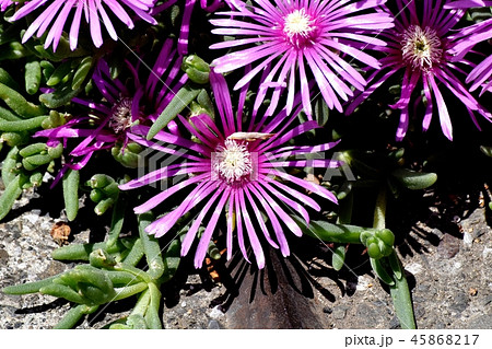 三鷹中原に咲くピンクのマツバギク 三鷹中原に咲くピンクのマツバギク 45868217