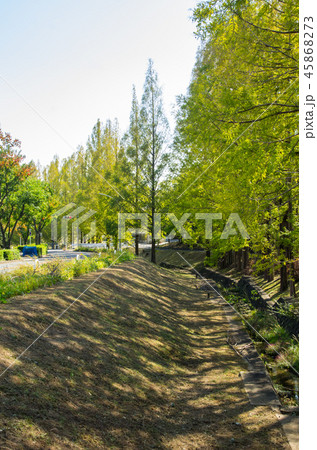 大阪吹田・古江台のメタセコイア並木 大阪吹田・古江台のメタセコイア並木 45868273