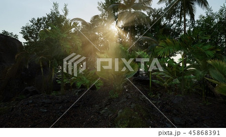 Sun beams of light penetrating dense lush Sun beams of light penetrating dense lush 45868391