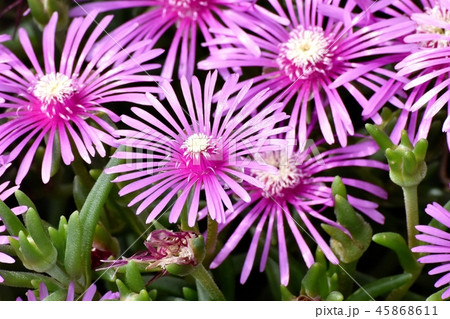 三鷹中原に咲くピンクのマツバギク 三鷹中原に咲くピンクのマツバギク 45868611