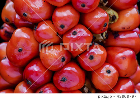 蒴果 結実 実がなる 45868797