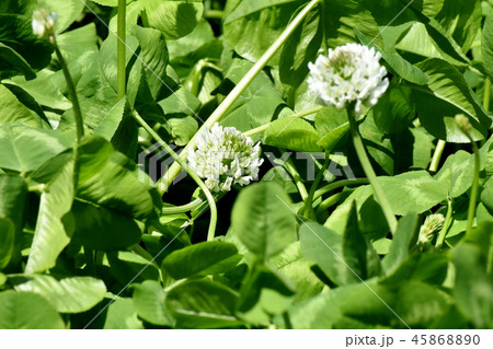 三鷹中原に咲く白いクローバー(シロツメグサ) 三鷹中原に咲く白いクローバー(シロツメグサ) 45868890