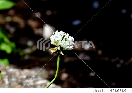 三鷹中原に咲く白いクローバー（シロツメグサ） 45868894