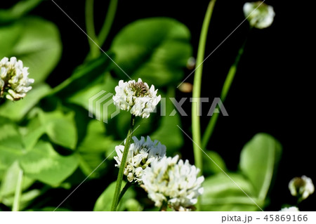 三鷹中原に咲く白いクローバー（シロツメグサ） 45869166
