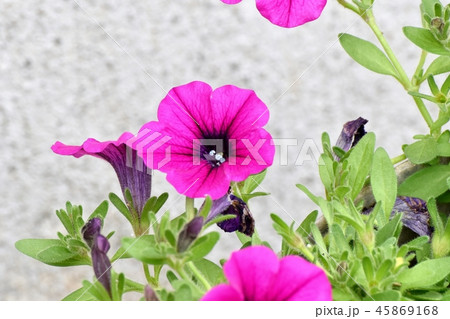 三鷹中原に咲く赤いペチュニア 45869168