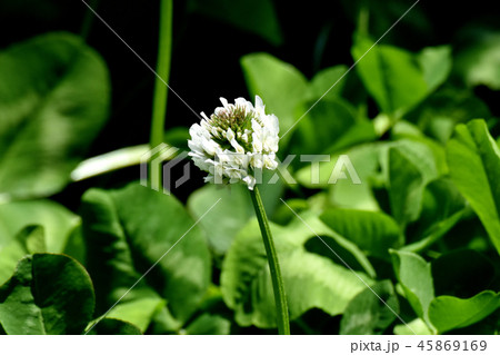 三鷹中原に咲く白いクローバー（シロツメグサ） 45869169