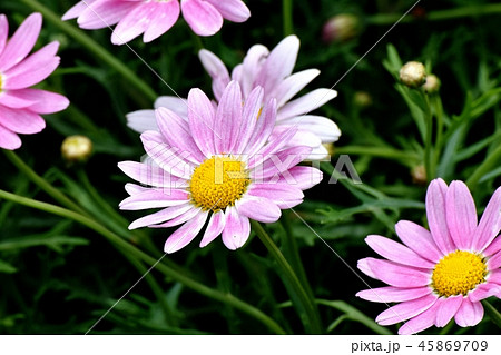 三鷹中原に咲くピンクのマーガレット 45869709