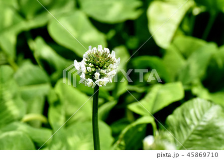 三鷹中原に咲く白いクローバー（シロツメグサ） 45869710