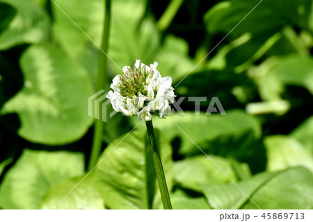 三鷹中原に咲く白いクローバー（シロツメグサ） 45869713