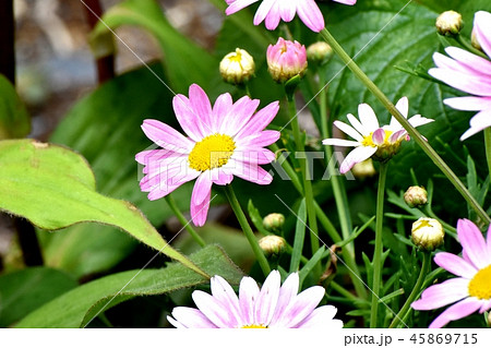 三鷹中原に咲くピンクのマーガレット 45869715