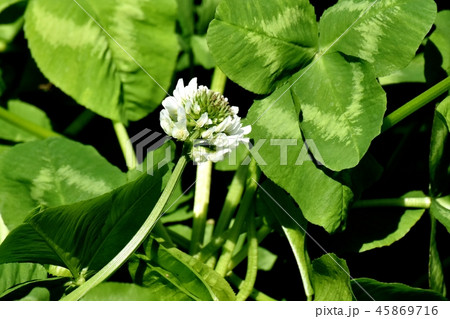 三鷹中原に咲く白いクローバー（シロツメグサ） 45869716