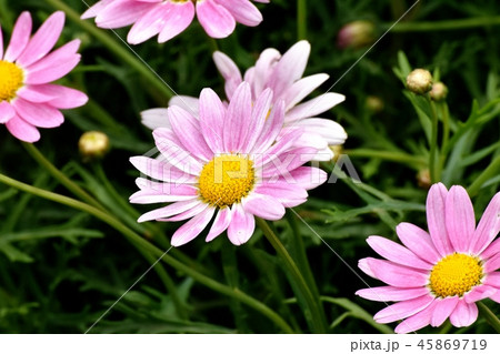三鷹中原に咲くピンクのマーガレット 45869719