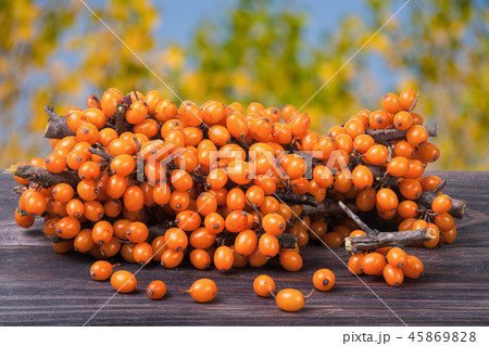 Sea buckthorn branch on a wooden table with blurred garden background Sea buckthorn branch on a wooden table with blurred garden background 45869828