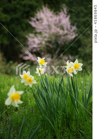 鳥取　四季の散歩　春 45869845