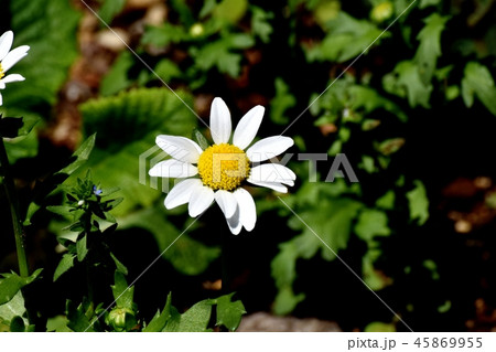 三鷹中原に咲い白いクリサンセマムノースポール 45869955