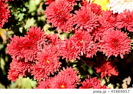 三鷹中原に咲く赤いコギク 45869957