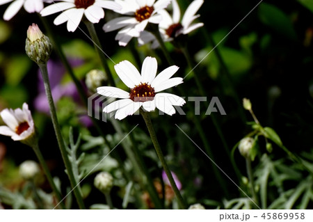 三鷹中原に咲い白いマーガレット 45869958