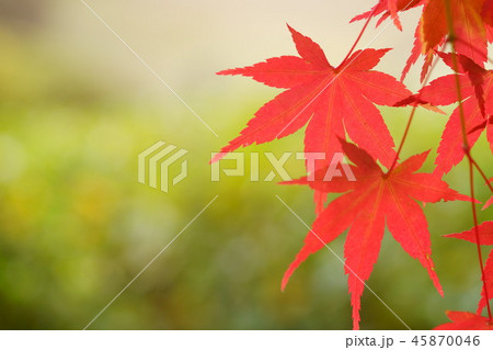 晩秋のもみじ 晩秋のもみじ 45870046