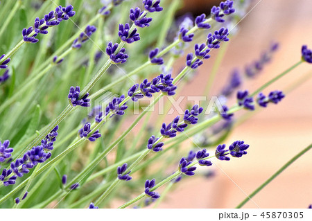 三鷹中原に咲く紫色のラベンダー 45870305
