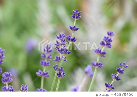 三鷹中原に咲く紫色のラベンダー 45870450